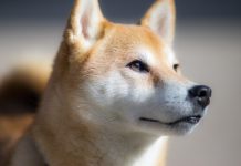 10 Best Fresh Dog Food Brands for Shiba Inu in 2022