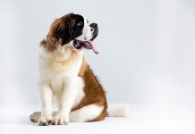 10 Best Fresh Dog Food Brands for St. Bernards in 2022