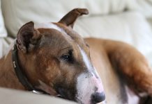 20 Best Foods for Bull Terriers with Allergies