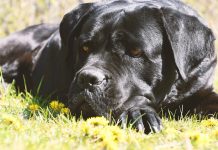 20 Best Foods for Cane Corsos with Allergies