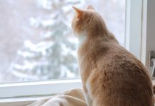 A Winter Survival Guide For Pets