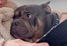 Bait Dog Looks To Woman For A Safe Life So She Hugs Him Extra Tight