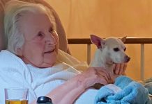 Chihuahua Jumps On Lap Of 100-Year-Old Woman To Mend Her Broken Heart