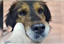 Dog’s Eyes Told A Tale Of Sorrow But Woman’s Willing To Rewrite His Ending