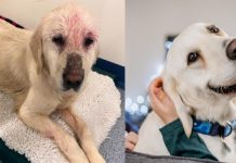 Found Abandoned, Skeletal & Pregnant, Mama Dog Finds Home For Christmas