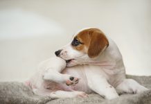 Guide to The Best Allergy Treatments for Dogs