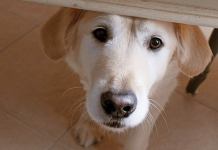 RECALL: Prescription Dog Food Faces Mislabeling Error