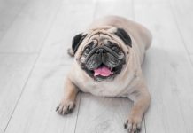 Recognizing Obesity As A Disease In Dogs