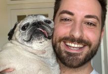 Social Media Sensation ‘Noodle The Pug’ Has Crossed The Rainbow Bridge At 14