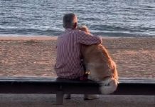 We Bet You’ll Cry When You See This Man & His Dog Watching A Sunset Together