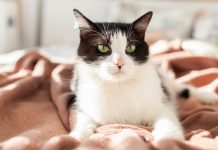 10 Pet-Friendly Hotels in Las Vegas (2023 Update)