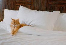 7 Pet Friendly Hotels in Savannah, GA (2023 Update)