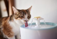 How Often Should You Change the Water in a Cat Water Fountain? Vet-Approved Care Facts
