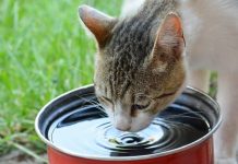 How Often to Change Your Cat’s Water? Vet-Approved Care Tips