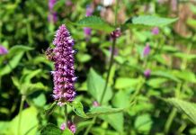 Is Patchouli Safe for Cats? Vet-Reviewed Health Facts