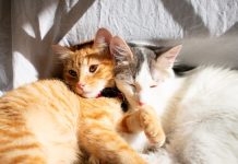The Conscious Cat is Now a Part of Catster