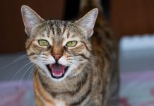 Why Do Cats Have Black Lips? How This Trait Evolved
