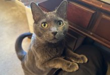 Working at Home With a Cat: Olga’s Pressure for an Early Dinner