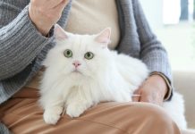 11 Senseless Cat Owner Sins According To Vets