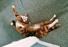 Alex and His Strange Obsession: Nighttime Kitty Antics