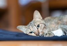 Anemia in Cats: Signs, Causes & Prevention (Vet Answer)