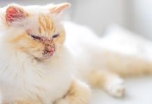 Autoimmune Disease in Cats: Causes, Signs & Treatments (Vet Answer)