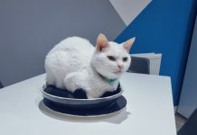 Cat Food: Why It Pays to Get It Right