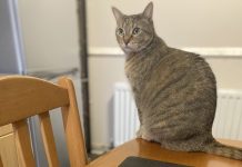 Hang Ten: Counter Surfing in Cats
