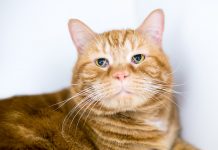 Haws Syndrome in Cats: Causes, Signs & Treatments (Vet Answer)