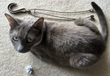 Homemade Cat Toys vs Commercial Toys: Olga’s Unusual Favorites