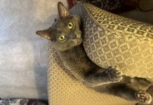 How Odd Behavior Defines Felines: Olga’s Strange Ways