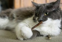 Is Silvervine for Cats Better Than Catnip? Vet-Approved Facts & FAQ