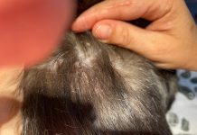 Miliary Dermatitis in Cats: Causes, Signs & Treatments (Vet Answer)