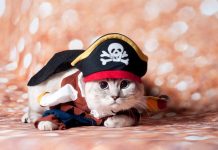 National Meow Like a Pirate Day 2024: When & How to Celebrate