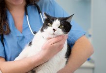Vestibular Disease in Cats: Causes, Signs, & Treatments (Vet Answer)