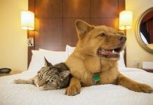 10 Pet-Friendly Hotels in San Diego in 2024
