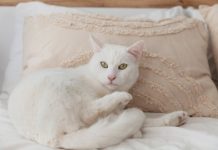 Is Best Western Pet Friendly? (2024 Guide)