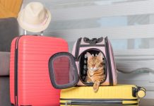 National Pet Travel Safety Day 2024: When Is It & Useful Tips