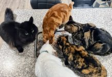 Pet Insurance: Something to Pay For, But Hopefully Never Need
