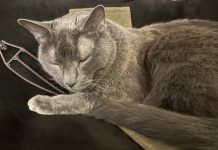 Should Cats Stay within the Cabin or Cargo of Planes? My Preference for Olga