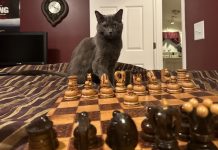 Telepathic Communication With Your Cat: How Olga Anticipates My Actions