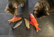 The Cat and the Oven Mitt: Odd Items that Cats Love