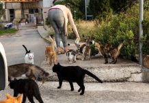 14 Cat Overpopulation Statistics (2024 Update)