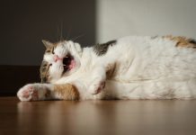 32 Cat Dad Jokes for the Funny Feline Father in Your Life