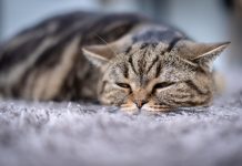 Bobcat Fever: Our Vet Discusses Signs, Causes & Treatment