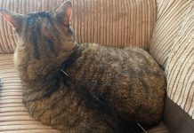 Feline Fine: How Acupuncture Works, Part Three