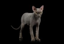Grey Sphynx Cat: Pictures, Care, Traits & Info