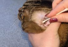 How to Clean Your Cat’s Ears: Dr. Karyn’s Tips (with Video)
