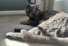Is Your Cat an Old Soul? Olga’s Calm Nature