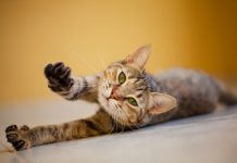 Why Do Cats Stretch When They See You? 5 Common Reasons
